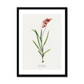 Ixia Hyalina Flower Painting | Vintage Flower Print | Botanical Art - Framed Floral Art