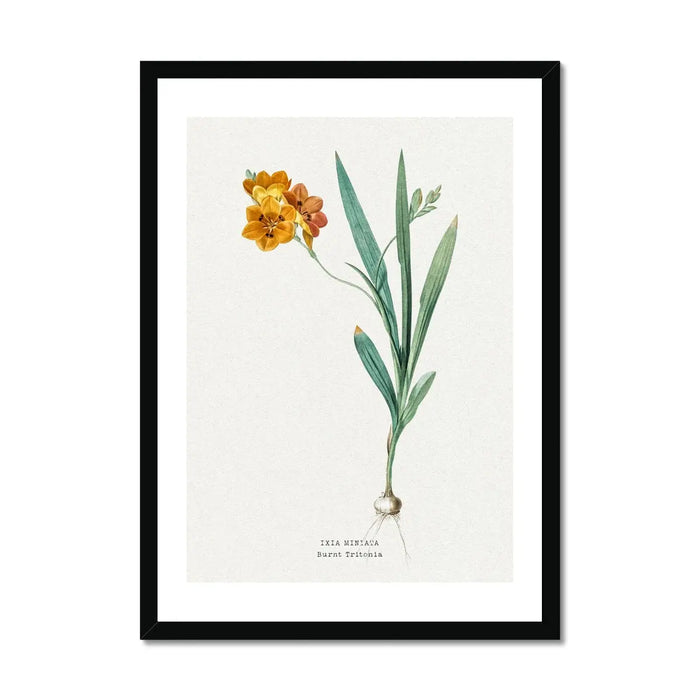 Ixia Miniata Floral Painting | Vintage Flower Print | Botanical Art - Framed Wall Art