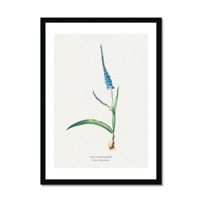 Ixia Plantain Floral Painting | Vintage Flower Print | Botanical Art - Framed Wall Art