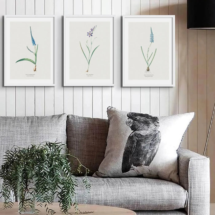 Ixia Secunda flower painting | Vintage Flower Print | Botanical Art - Framed Wall Art