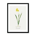 Ixia Yellow Emperor | Vintage Flower Print | Botanical Art - Framed