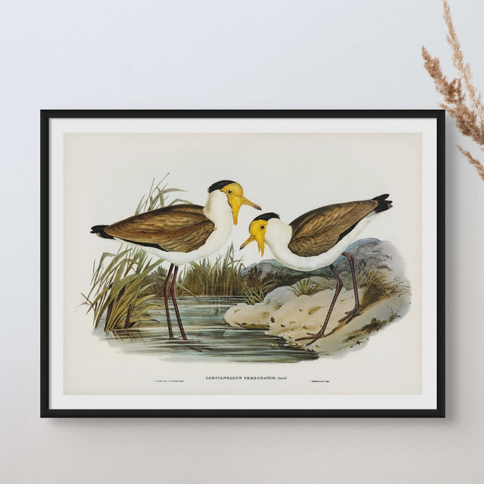 A vintage bird painting of two lapwing birds in black simple frame