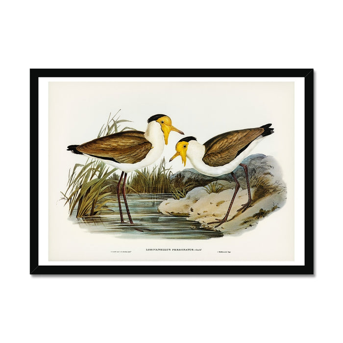 A vintage bird painting of two lapwing birds framed in black frame.