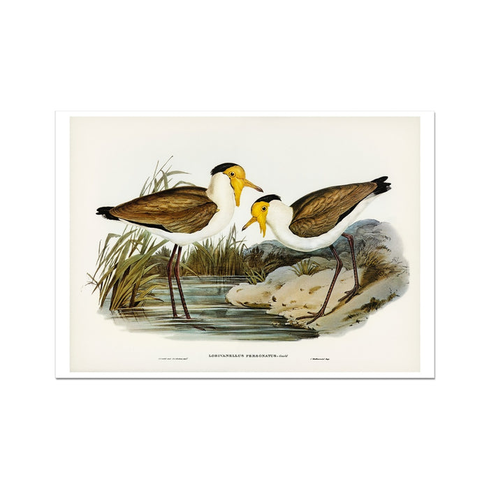 A vintage bird painting of two lapwing birds in a natural habitat with grass and water in the background.