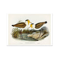 A vintage bird painting of two lapwing birds in a natural habitat with grass and water in the background.