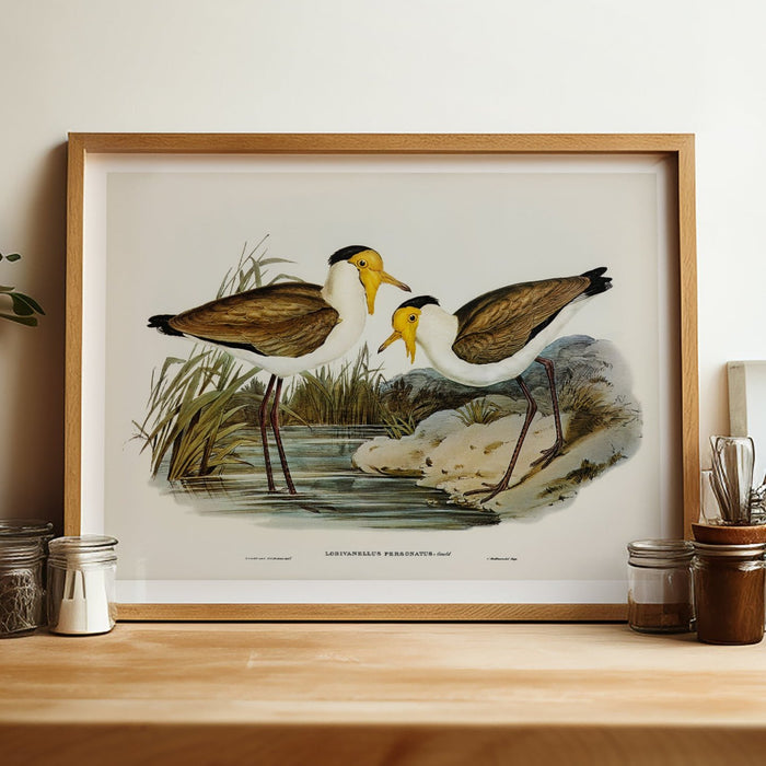 A vintage bird painting of two lapwing birds framed on wooden shelf in kitchen.