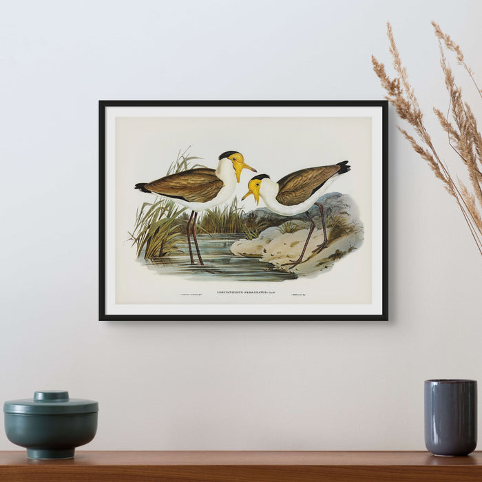 A vintage bird painting of two lapwing birds fraed in black frame above wooden shelf.