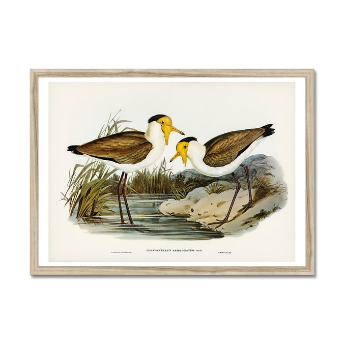 Framed art print featuring a vintage illustration of two lapwing birds in a natural habitat with grass and water in the background.