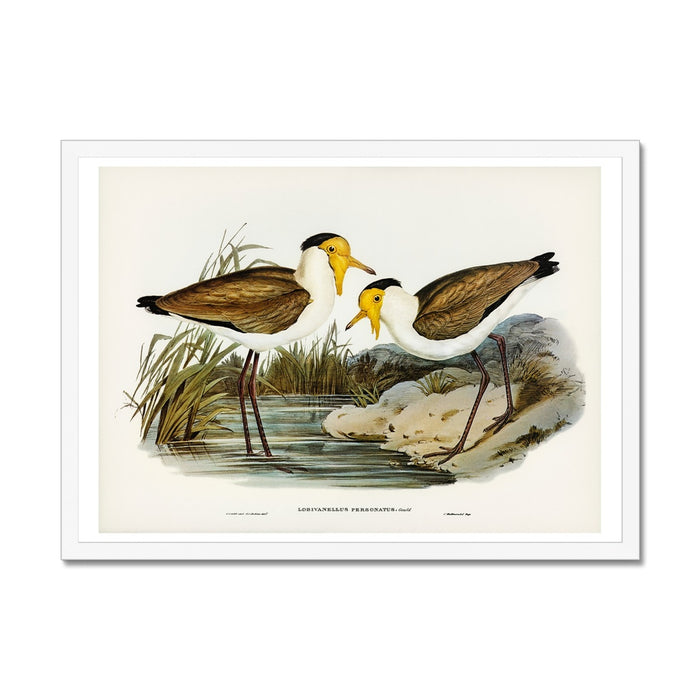 A vintage bird painting of two lapwing birds in white frame.
