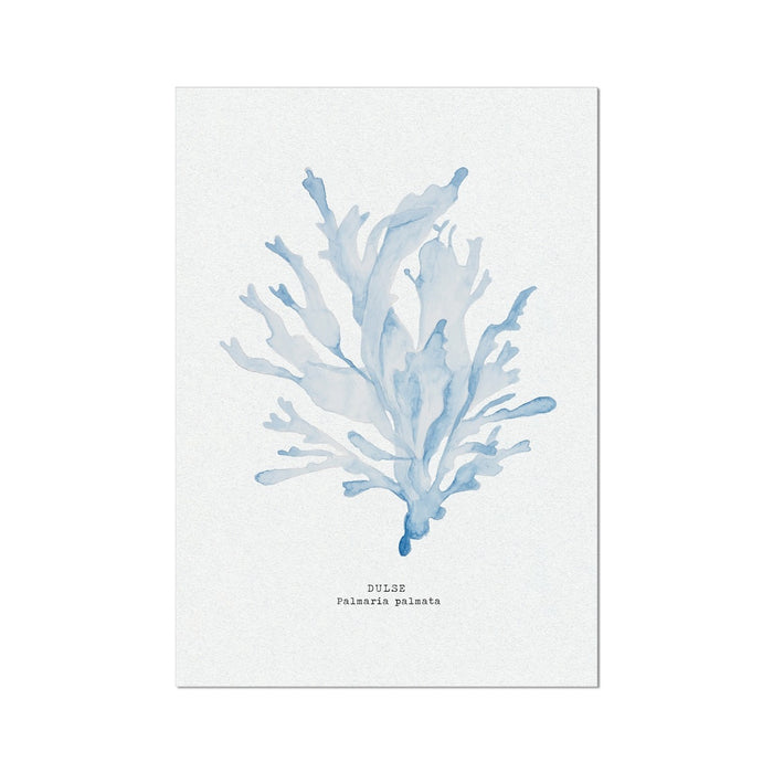 A framed print of light blue watercolour painting depicting seaweed on a white background, labeled with the scientific name 'Dulcis Palmaria'.