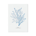 A framed print of light blue watercolour painting depicting seaweed on a white background, labeled with the scientific name 'Dulcis Palmaria'.