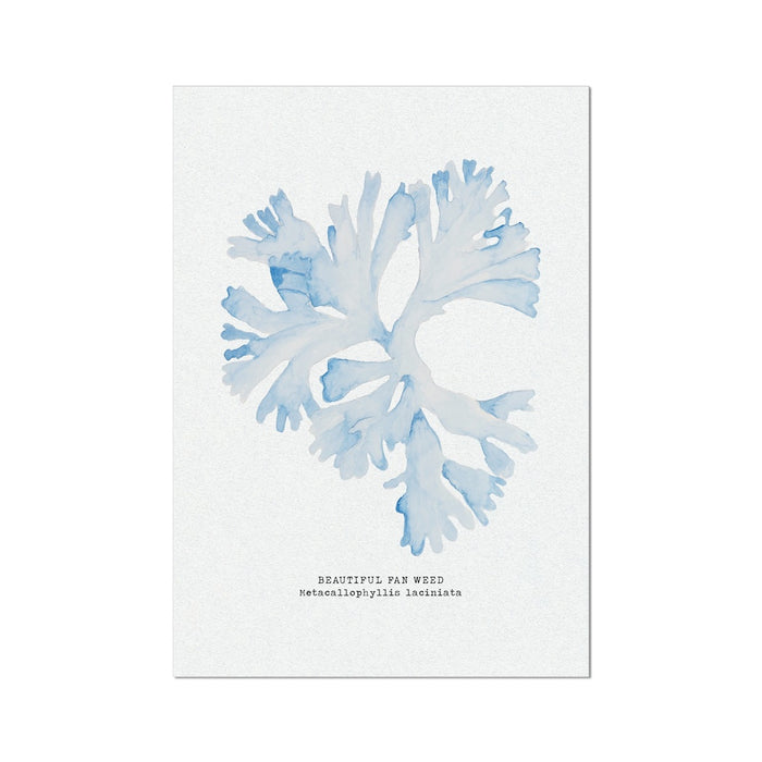 A framed art print of light blue seaweed against a white background, with the artist's signature at the bottom.