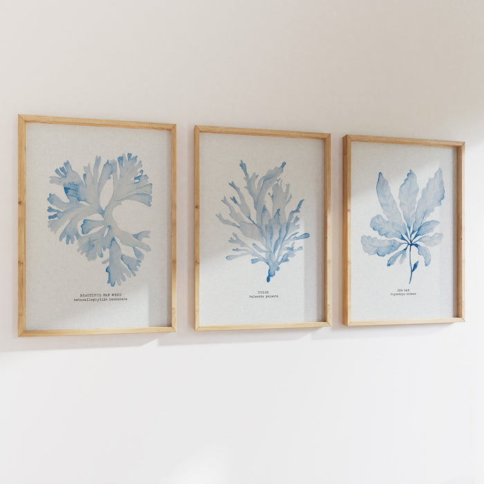 A set of three seaweed paintings in light blue on white wall.