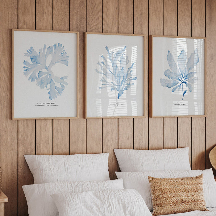 A set of three seaweed art prints above a bed in coastal style bedroom