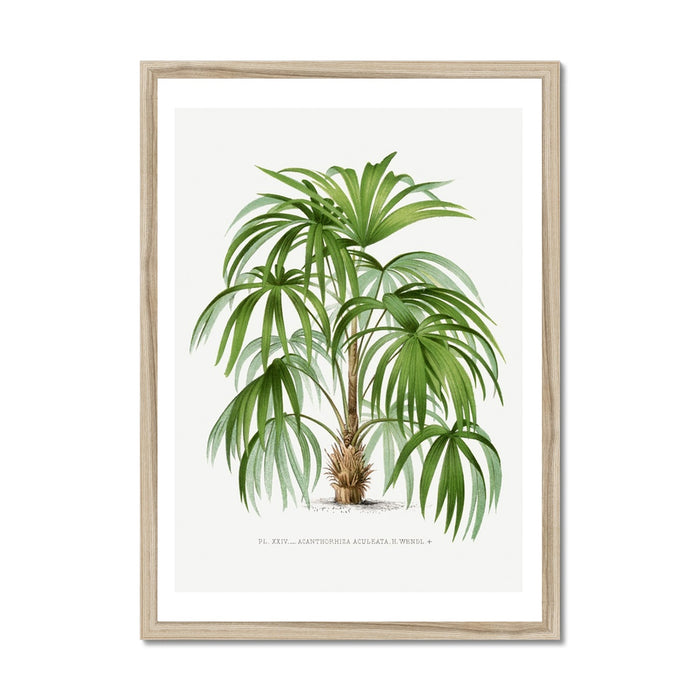 Vintage palm tree prints framed with wooden white frame - vintage botanical print