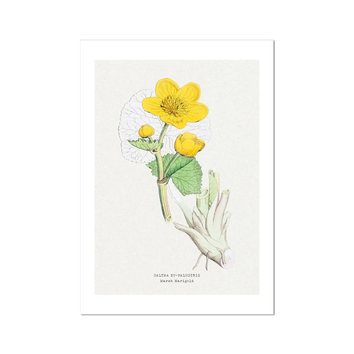 Marigold | Vintage Flower Print | Botanical Art - Unframed