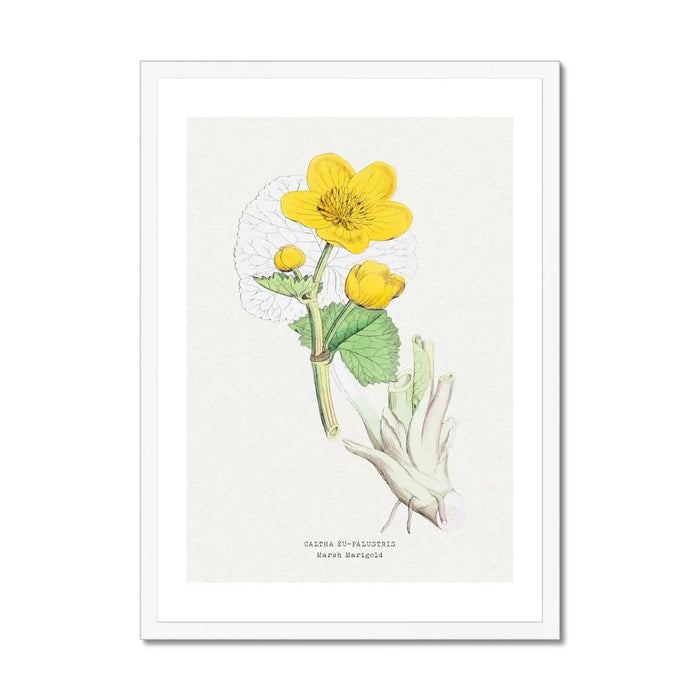 Marigold | Vintage Flower Print | Botanical Art - Unframed