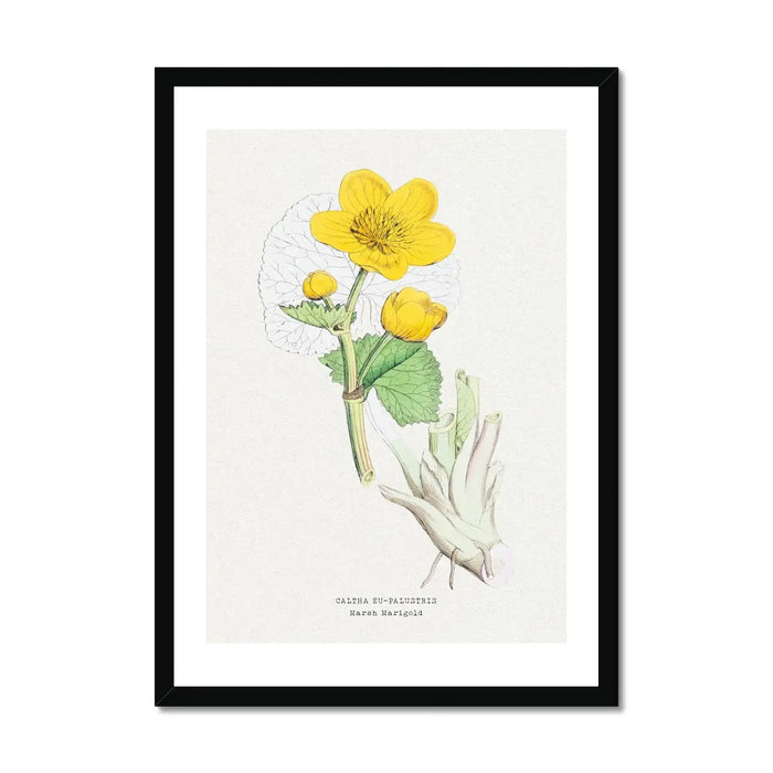 Marigold | Vintage Flower Print | Botanical Art - Unframed