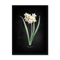Framed botanical print of white flowers with green leaves on a dark background