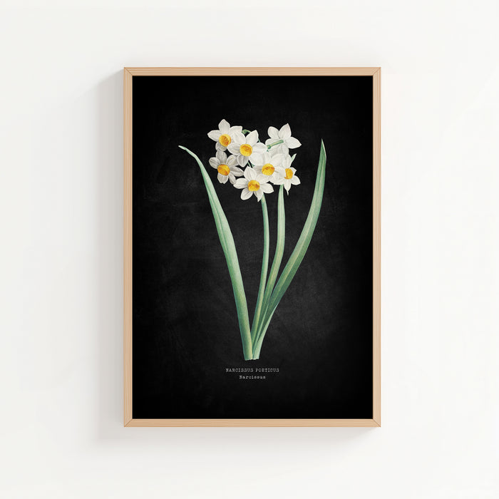 Framed botanical print of white flowers with green leaves on a black background