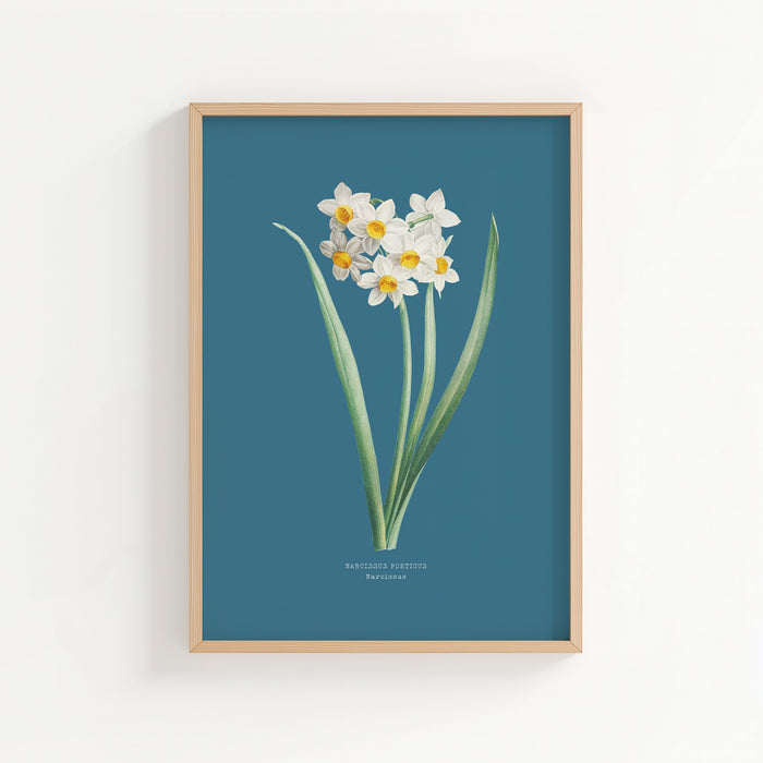 Framed botanical print of white flowers with green leaves on a blue background