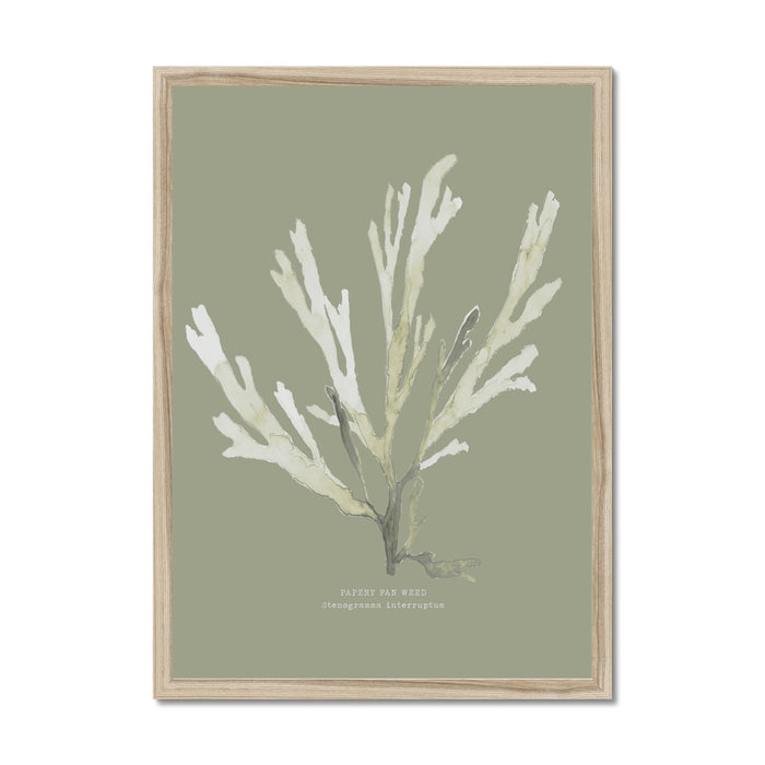 Framed art print of olive green seaweed on a neutral background, presented in a simple wooden frame.
