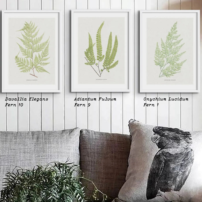 Three framed botanical prints of ferns on a wall above a sofa with decorative pillows.