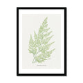 Framed vintage fern print of a detailed green fern illustration with a black frame.