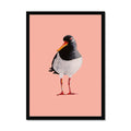 Oystercatcher art print painted in watercolour, featuring a black and white coastal bird with an orange beak on a soft coral pink background, framed in black.