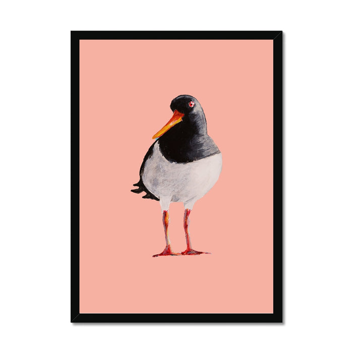 Oystercatcher art print painted in watercolour, featuring a black and white coastal bird with an orange beak on a soft coral pink background, framed in black.