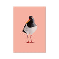 Bird illustration on a pink background - Oystercatcher painting