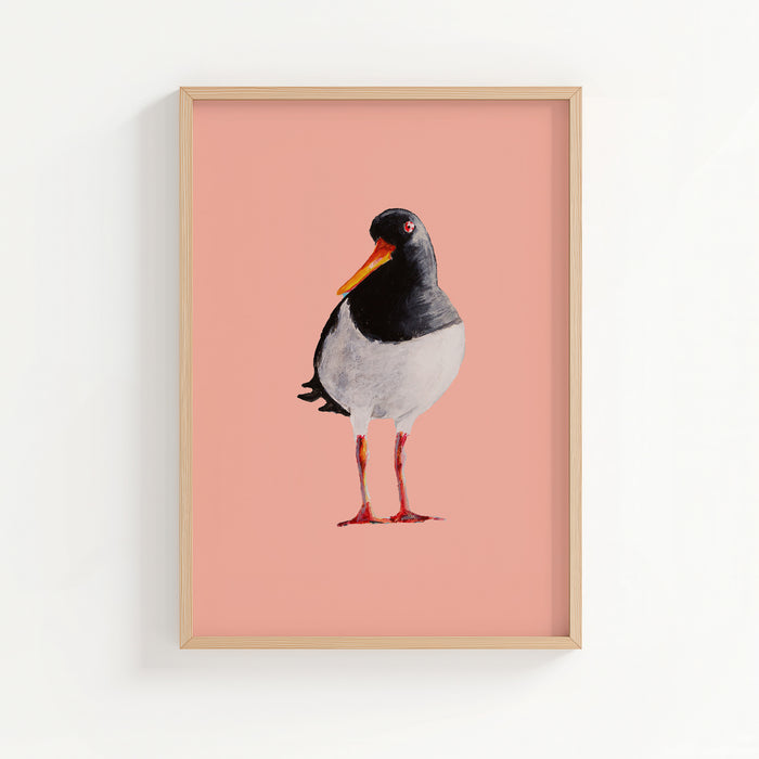 Oystercatcher art print painted in watercolour, featuring a black and white coastal bird with an orange beak on a soft coral pink background, framed in natural wood.