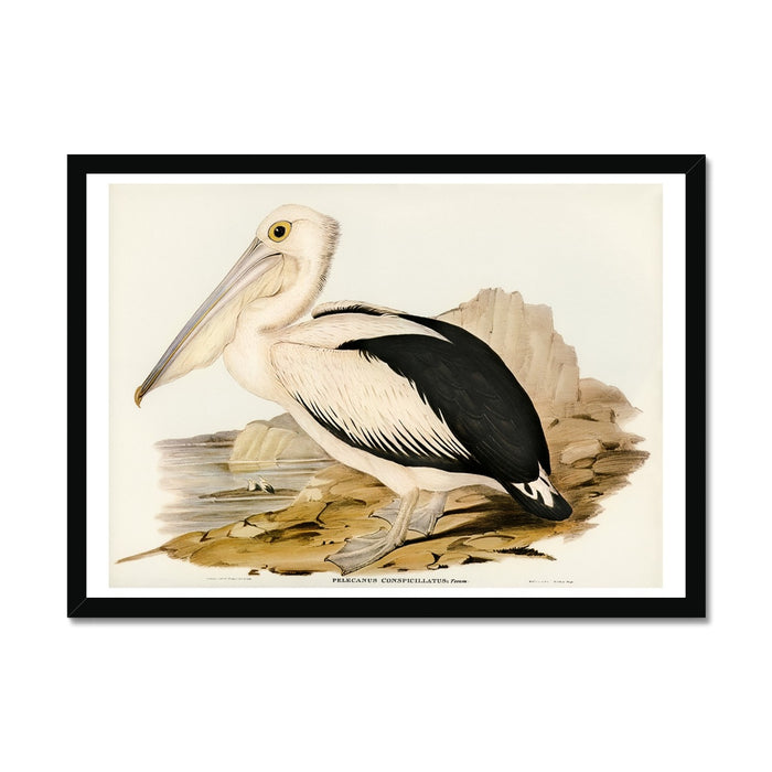 Framed art print of a vintage pelican illustration, featuring a pelican standing on a body of water with a light background.