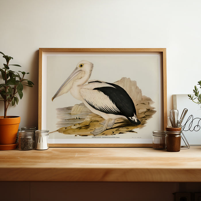A vintage painting of a pelican standing on a rocky shore. The bird print sits on a shelf framed with a wooden frame.