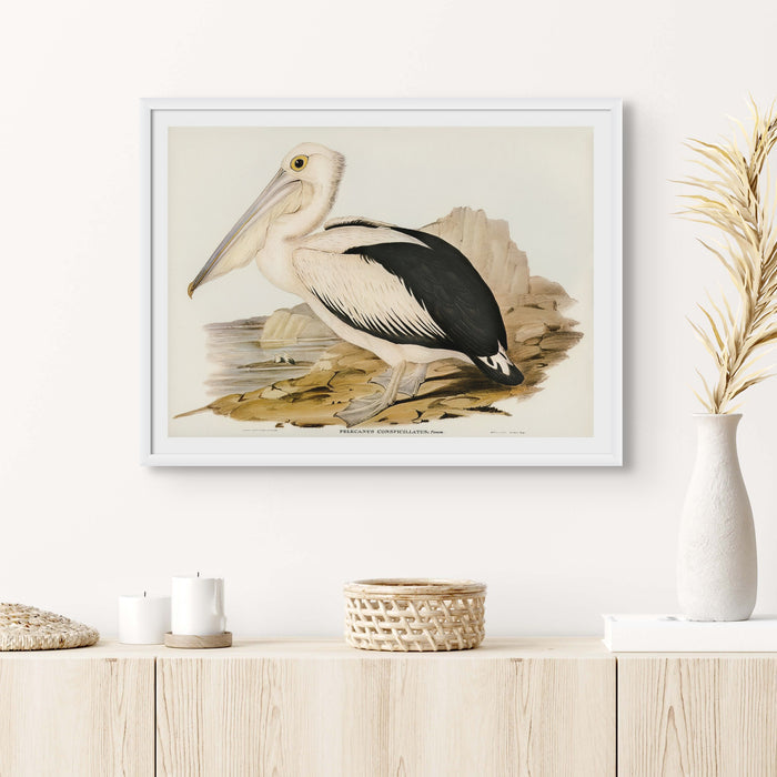 A vintage painting of a pelican standing on a rocky shore. The bird print sits on a shelf framed with a white frame.