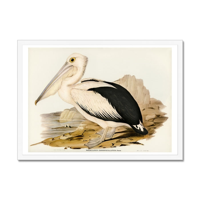 A vintage painting of a pelican standing on a rocky shore. Framed with white frame.