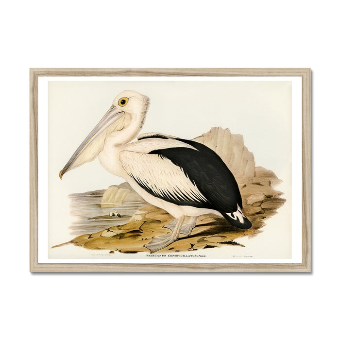 A vintage painting of a pelican standing on a rocky shore. Framed with wood frame.
