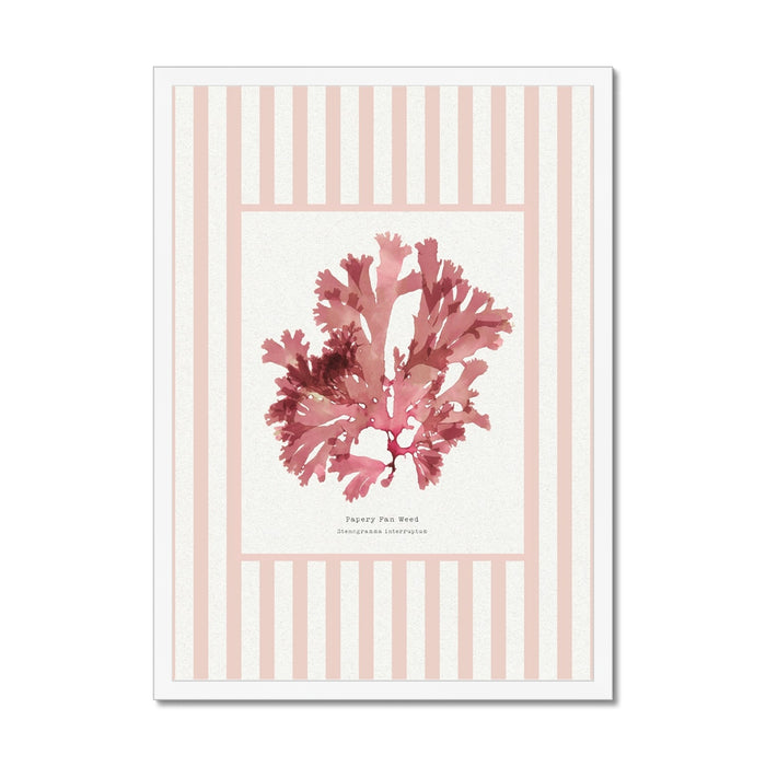 Framed artwork of pressed seaweed on a striped background