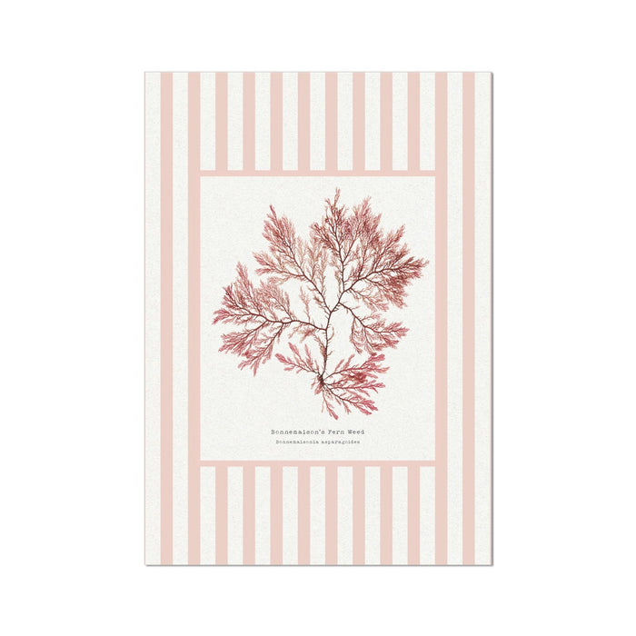 Artwork of pressed seaweed on a striped background