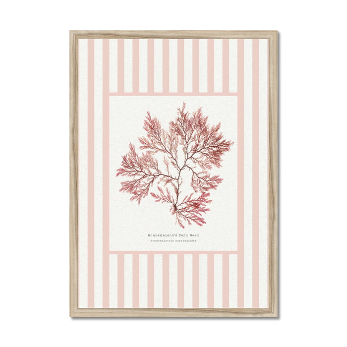 Framed pressed seaweed print in a natural wood frame.
