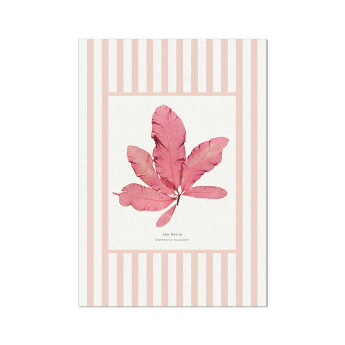 Pressed seaweed on a striped background