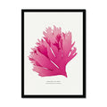 Seaweed Print Wall Art (Portrait) Beautiful Fan Weed No 1 - Framed Red Seaweed Print