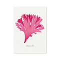 Pressed Seaweed Art Print | Beautiful Fan Weed No. 3 - Unframed