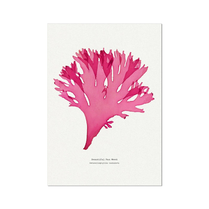 Pressed Seaweed Art Print | Beautiful Fan Weed No. 3 - Unframed