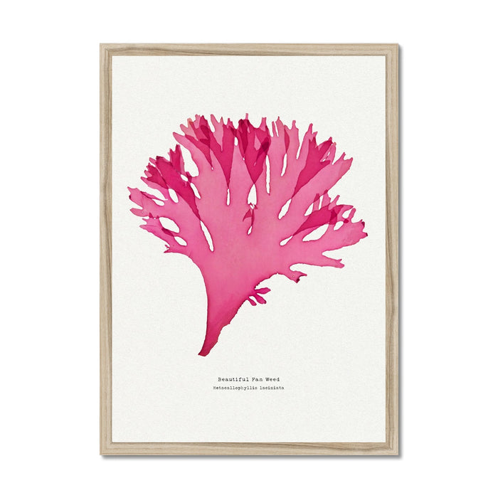 Pressed Seaweed Art Print | Beautiful Fan Weed No. 3 - Unframed