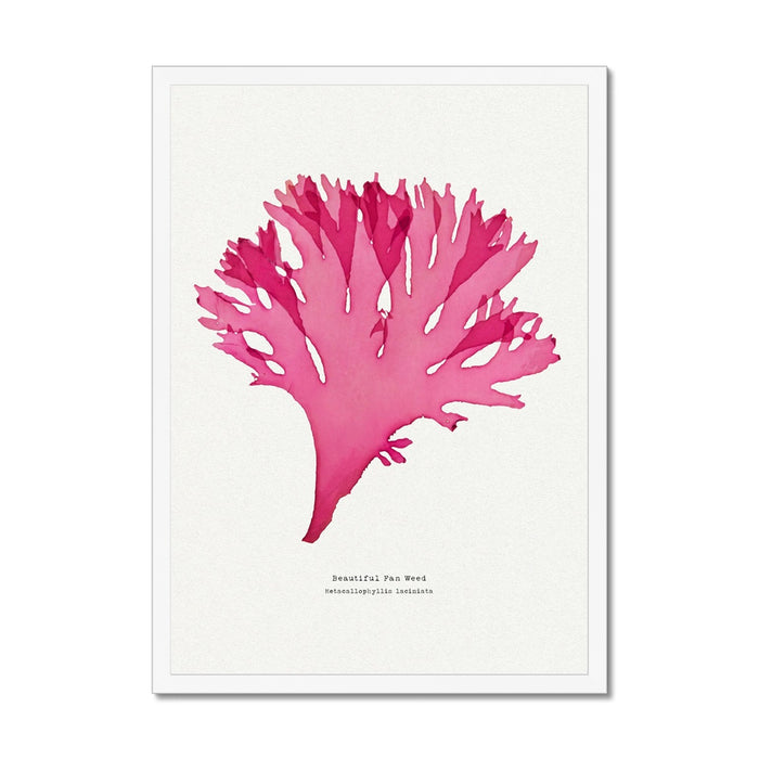 Pressed Seaweed Art Print | Beautiful Fan Weed No. 3 - Unframed