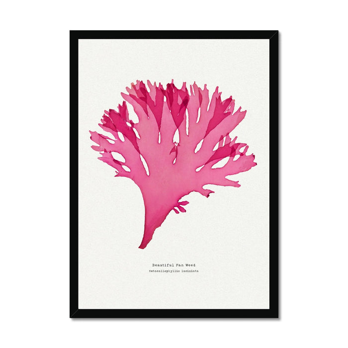 Pressed Seaweed Art Print | Beautiful Fan Weed No. 3 - Unframed