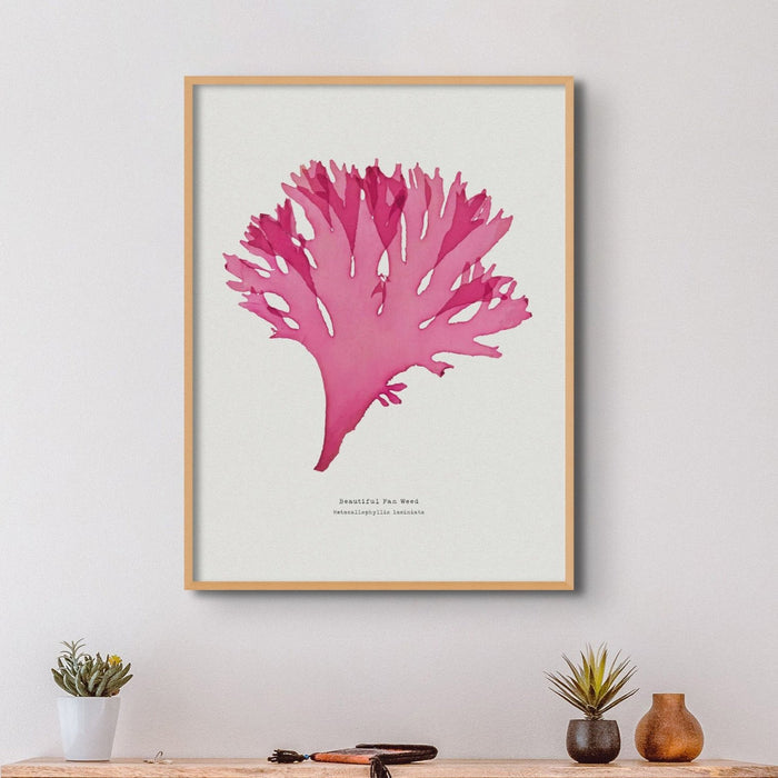 Pressed Seaweed Art Print | Beautiful Fan Weed No. 3 | Botanical Wall Art - Framed