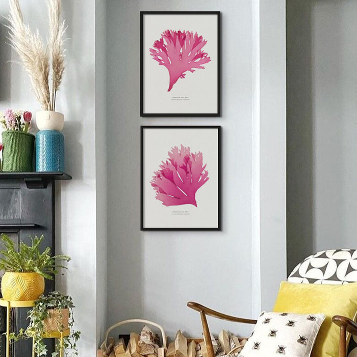 Pressed Seaweed Art Print | Beautiful Fan Weed No. 3 | Botanical Wall Art - Framed