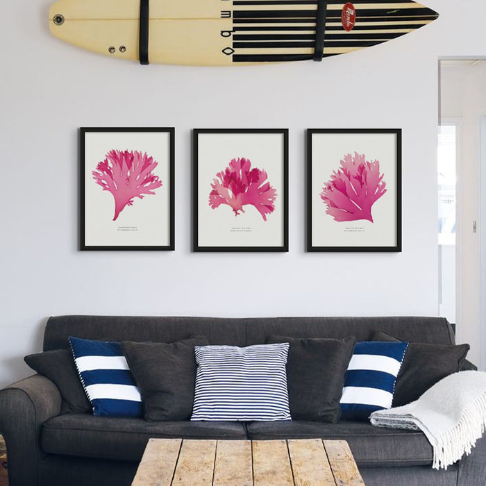Pressed Seaweed Art Print | Beautiful Fan Weed No. 3 | Botanical Wall Art - Framed